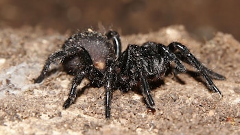 Las arañas son criaturas que,