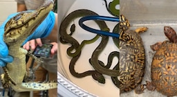 Hallan 69 animales vivos ocultos en un auto y destapan una causa por tráfico en la frontera entre México y Estados Unidos