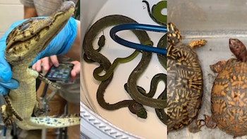Desmantelan tráfico de 69 animales vivos en la frontera entre México y Estados Unidos