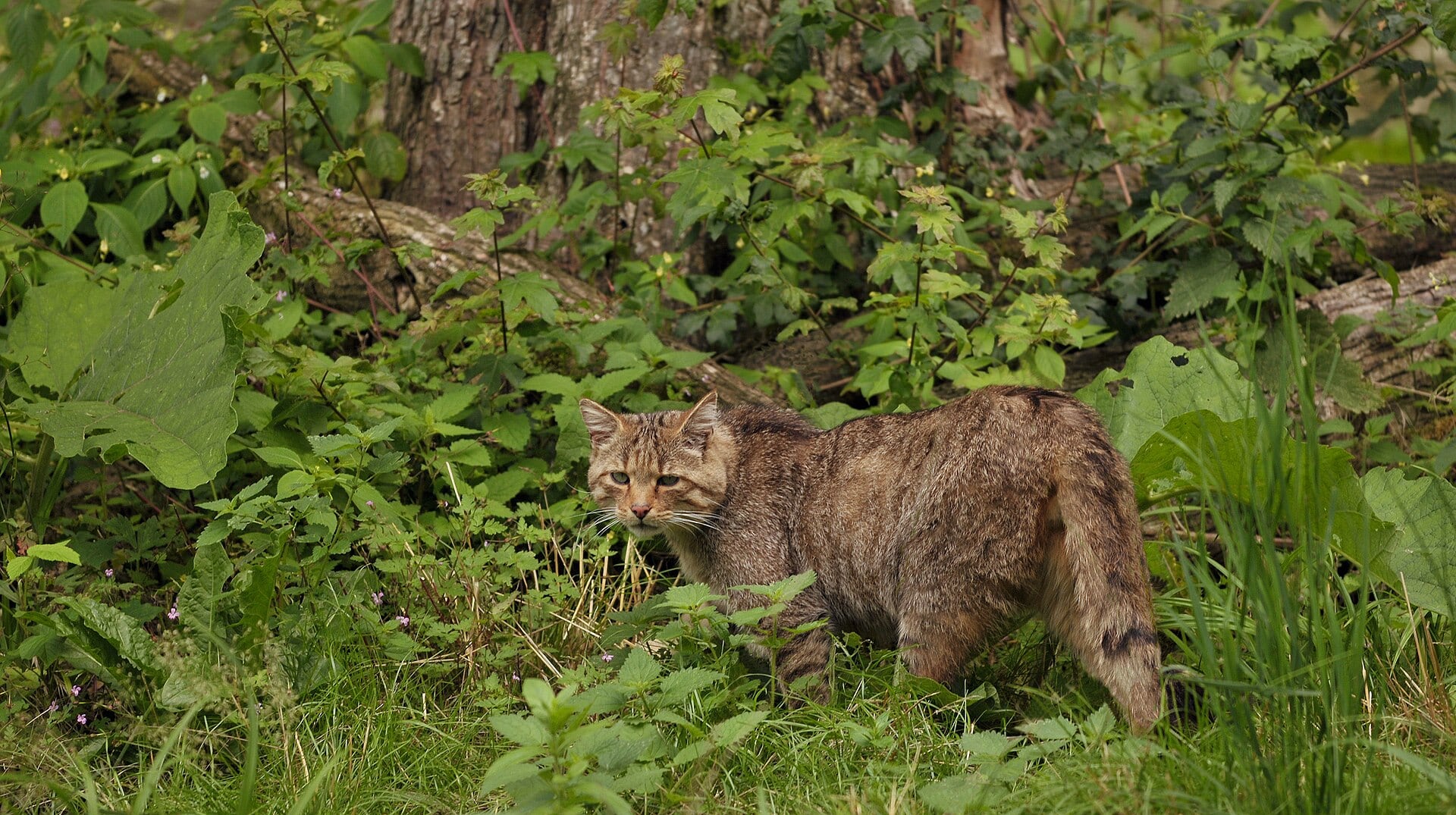 Ejemplar del gato montés. (Michael Gäbler/Wikimedia Commons)