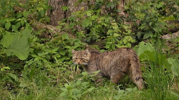 Ejemplar del gato montés. (Michael Gäbler/Wikimedia Commons)
