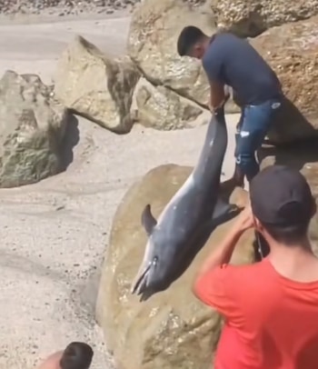 El delfín fue arrastrado hasta