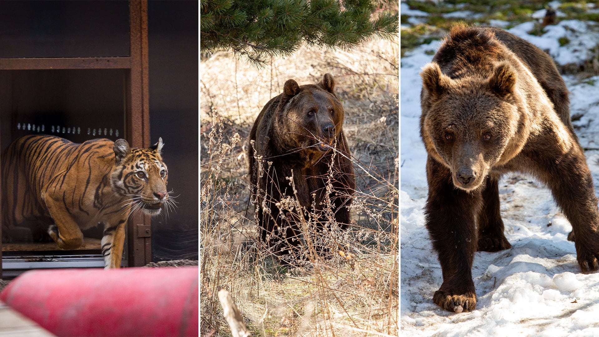 Las primeras imágenes de Flora, Gordo y Florencia en los santuarios de Europa donde pasarán el resto de sus vidas
