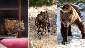 Las nuevas vidas que Gordo,