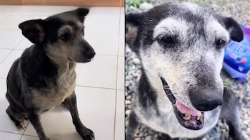 Nancy Lucía es una perrita que vagaba por las calles de Sucumbíos, Ecuador, desamparada y en avanzada edad. Su pelaje estaba descuidado y su salud generaba preocupación, pero un día todo cambió para ella al aparecer en el Puesto rural de Salud Luz y Vida.