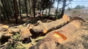 encerramento da exploração madeireira Cuajimalpa CDMX (foto: SEDEMA)