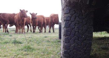 Adquirir un vehículo que reúna