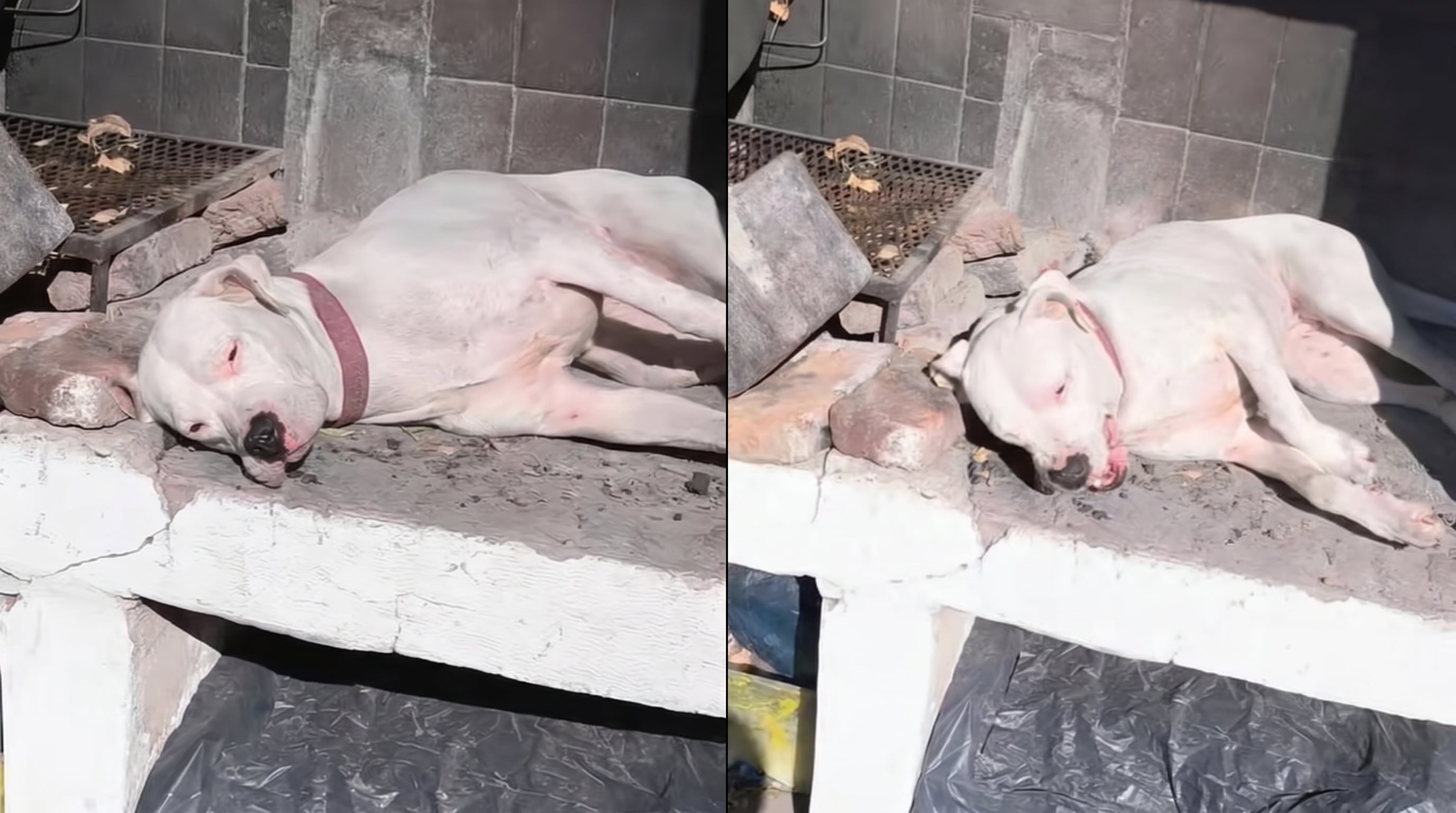 Una perra de raza Dogo Argentino duerme profundamente sobre una parrilla, disfrutando del cálido sol de la tarde (TikTok)