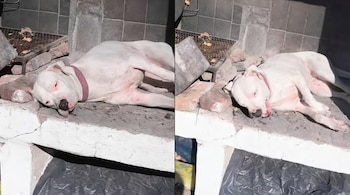 Una perra Dogo Argentino blanca con collar rosa duerme de lado sobre una estructura de parrilla de hormigón y ladrillo, bajo la luz del sol.