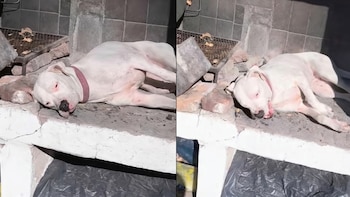 Fue a buscar a su perra y descubrió que descansaba en un lugar insólito