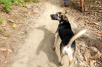 Un perro negro y marrón camina por un camino de tierra con hojas secas mientras mira hacia atrás.