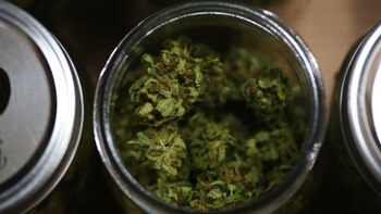 Cinco estados de EEUU deciden si legalizan el uso recreativo de marihuana en las elecciones de medio término