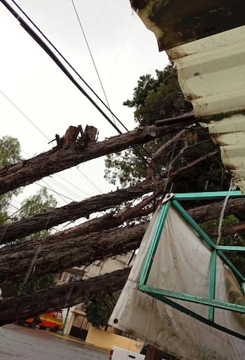 Caída de árboles lluvias clima Cuautitlán Izcalli Edomex