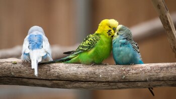 Los sonidos de la primavera: