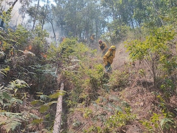 Tres bomberos con uniformes protectores amarillos y cascos trabajan en un área boscosa. Se observa fuego y humo entre la vegetación y árboles altos