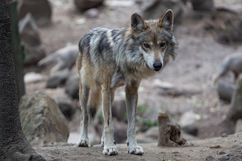 Lobo mexicano macho en el zoológico de Chapultepec, Ciudad de México. Junio 11, 2021.
Foto: Karina Hernández / Infobae