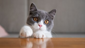 La alimentación completa y balanceada