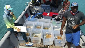 "Se debe identificar el tipo