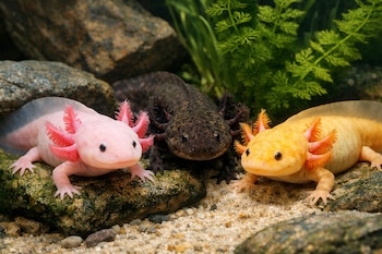 Tres ajolotes en un acuario: uno rosa claro a la izquierda, uno oscuro en el centro y uno amarillo anaranjado a la derecha, sobre rocas y arena.