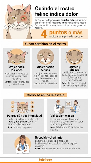 Infografía en español con ilustraciones de rostros de gatos y personal veterinario que explican los indicadores de dolor en felinos.