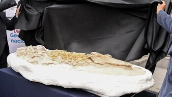 Ingemmet presentó fósil de delfín