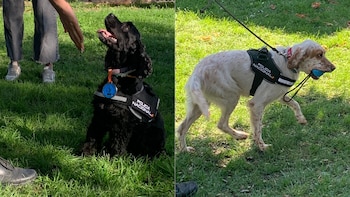 Perros de la Policía Nacional