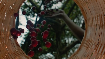 Cafeteros contra las cuerdas: lanzan salvavidas de $50.000 millones por golpe de fertilizantes y amenaza de El Niño