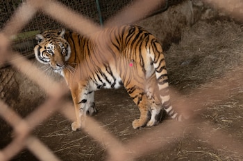 Tigre adulto con pelaje rayado naranja y negro, de pie sobre tierra. Un dardo de punta rosa está en su costado. Se observa una jaula de metal borrosa en primer plano
