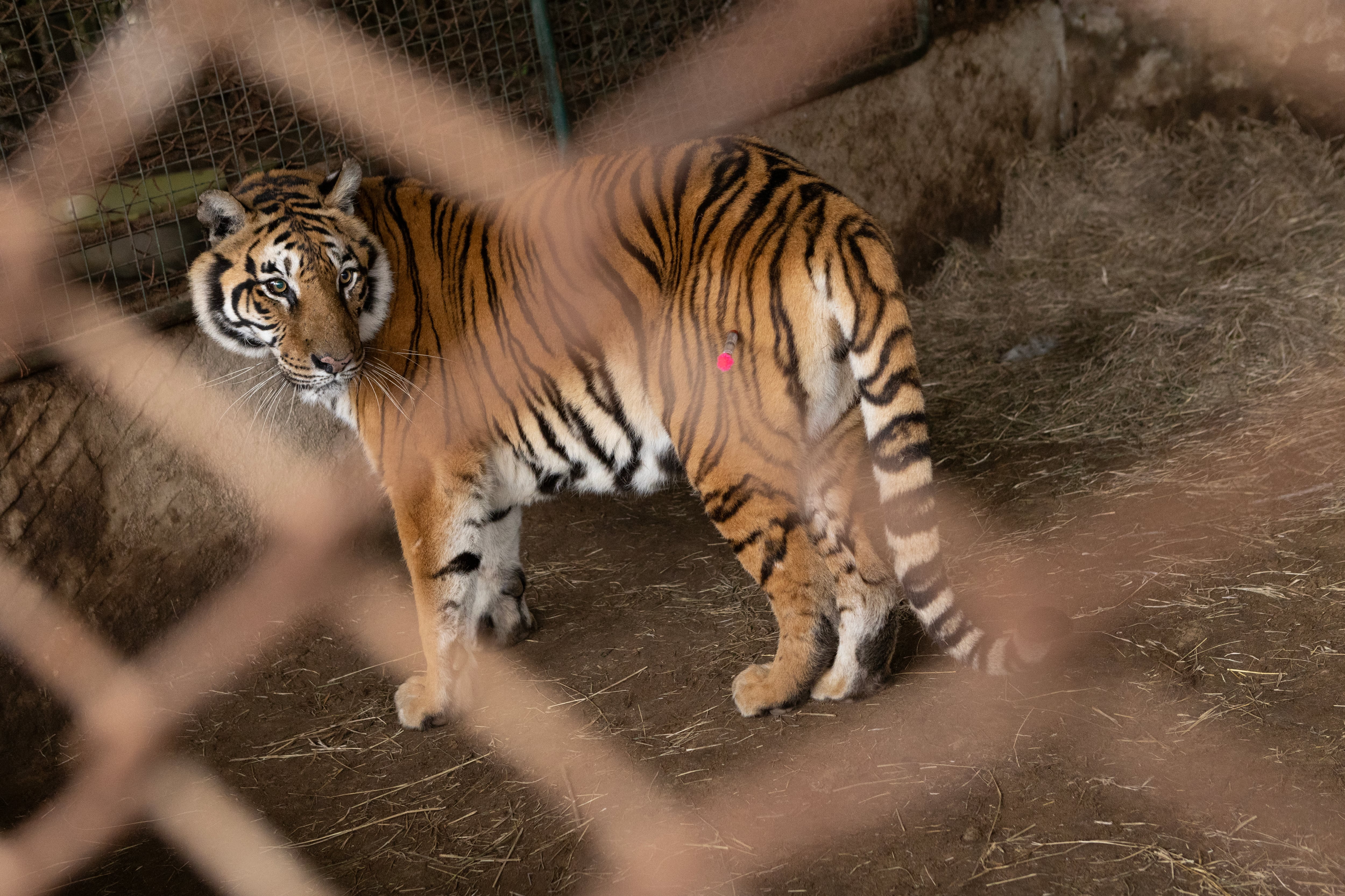 Un tigre adulto en el ex Zoo de Luján, previo a su traslado a Sudáfrica.