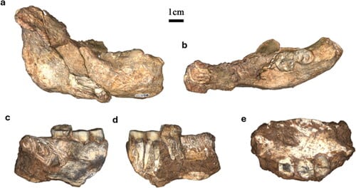 Los restos de Homo erectus encontrados en Drimolen anteceden en 200.000 años a los ejemplares adultos de Dmanisi, Georgia (Gentileza, estudio Nuevos restos craneales y mandibulares de homininos procedentes de la cantera principal de Drimolen, Sudáfrica, publicado en Annals of Human Biology)