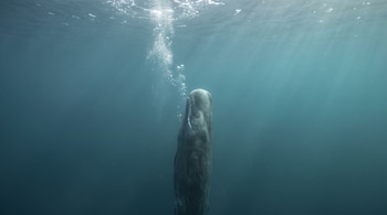 Un cachalote de cuerpo oscuro flota verticalmente bajo el agua, con su cabeza hacia arriba, y un rastro de burbujas asciende desde su espiráculo hacia la superficie iluminada.
