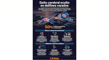 Infografía horizontal sobre el daño cerebral oculto en delfines. Muestra un delfín, células bacterianas y paneles informativos sobre Brucella ceti.