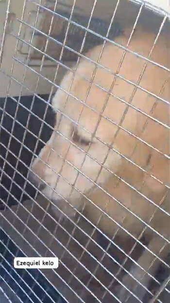 Toto, el perro al que