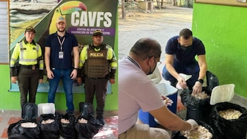 Los huevos deben ser destruidos