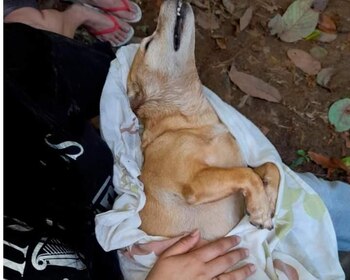 Los animales son envenenados con