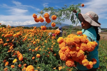 DIA DE MUERTOS - MEXICO - 23102020
