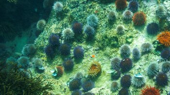 Todos los animales marinos están