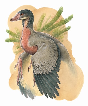 Reconstrucción artística del Overoraptor chimentoi