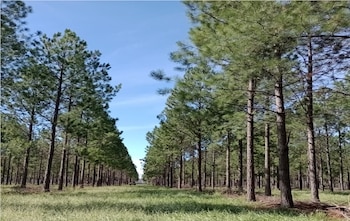 Árboles implantados. Bosque.