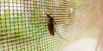 El parásito que desencadena la