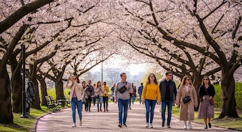 Un camino flanqueado por árboles de cerezo en flor, con pétalos rosados cubriendo el suelo, mientras varias personas caminan por él.