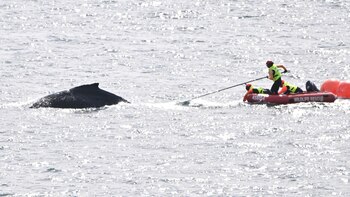 Liberan a una ballena que