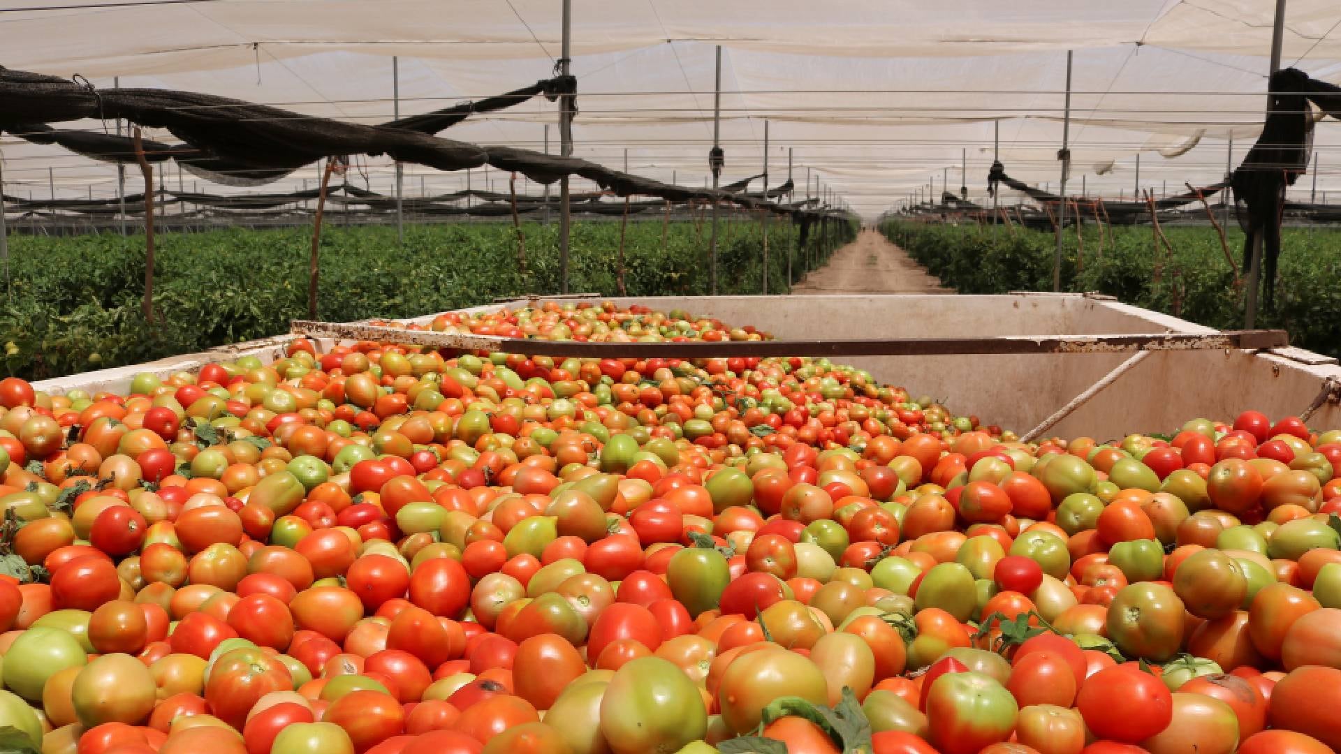 Una gran cantidad de tomates, algunos rojos y maduros, otros verdes e inmaduros, se apilan en un contenedor dentro de un invernadero listo para su procesamiento y distribución. (Reuters)