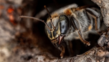Abejas amazónicas ahora tienen defensa