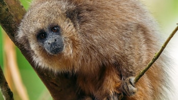 Un mono tocón de pelaje marrón y rostro oscuro se aferra a la rama de un árbol. El fondo es verde borroso