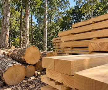 Árboles, rollizos y madera de guatambú