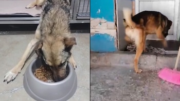 Hoy en día Oso continúa