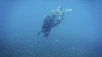 El nombre Akumal proviene del maya y significa “tierra de tortugas”.
FOTO: ELIZABETH RUIZ /CUARTOSCURO.COM