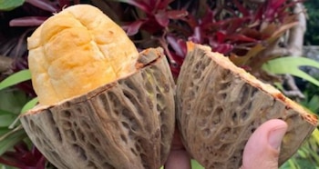 El fruto amazónico conocido como