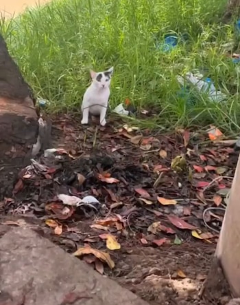 La comunidad y usuarios en